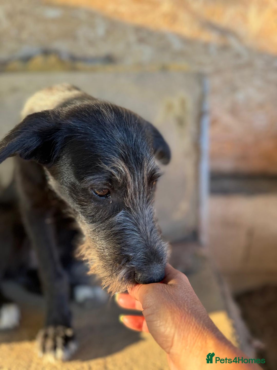 Mixed Breed dogs for adoption: LIA - a Beautiful young Girl, for a Loving Home - Image 10
