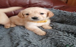 Golden Retriever dogs for sale: Cream golden retriver for sale ONLY 2 Available  - Image 3
