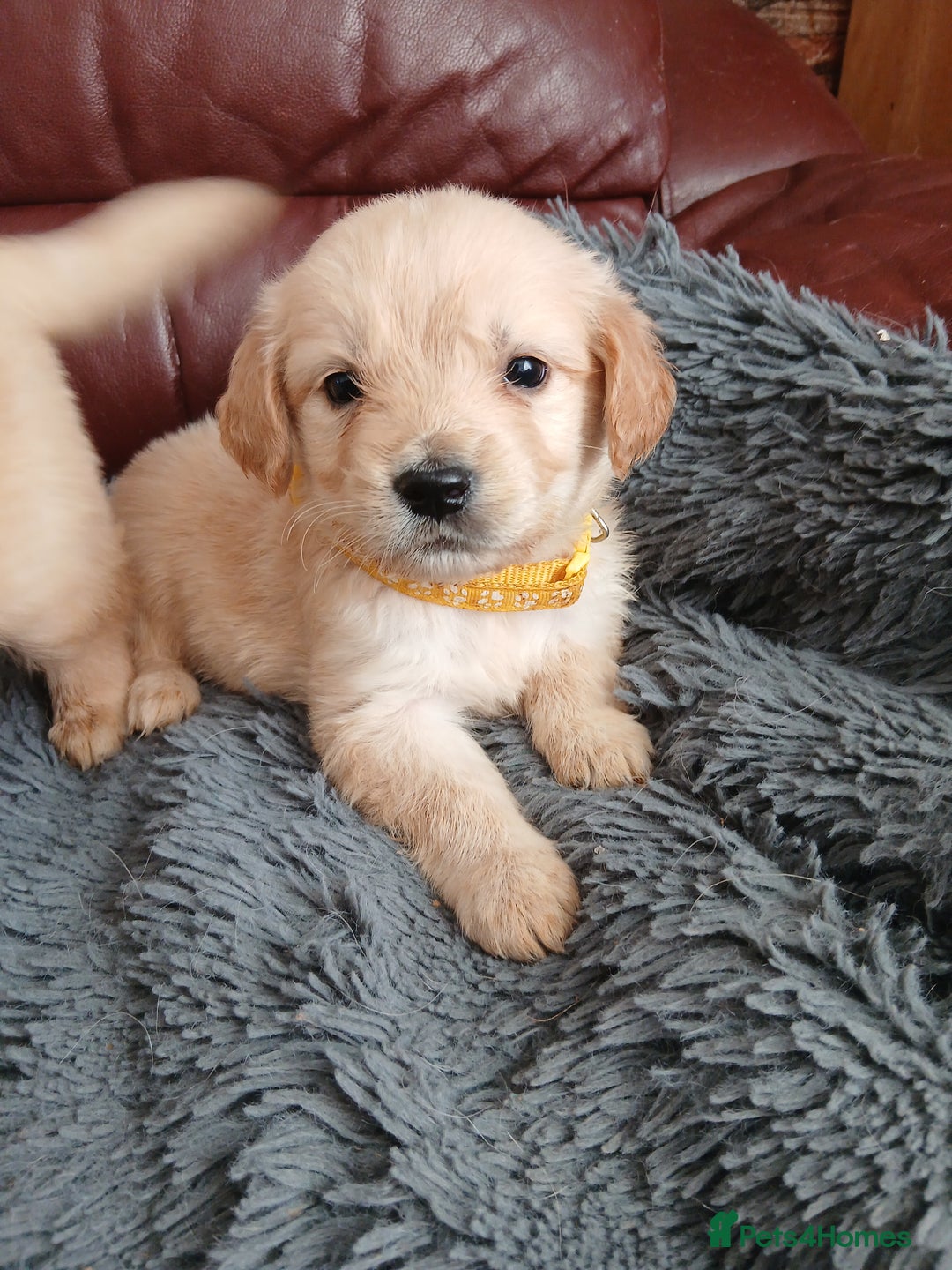 Golden Retriever dogs for sale: Cream golden retriver for sale ONLY 2 Available  - Image 3