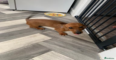 Miniature Dachshund dogs - Advert 5