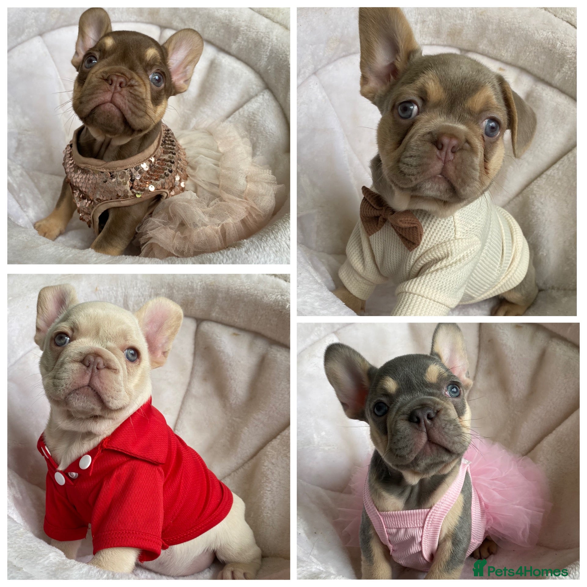 French Bulldog dogs for sale: FRENCH BULLDOGS, MERLE, ROJO, ISABELLA NEWSHADE. - Advert 4