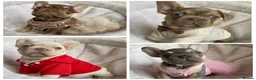 French Bulldog dogs for sale: FRENCH BULLDOGS, MERLE, ROJO, ISABELLA NEWSHADE. - Advert 1