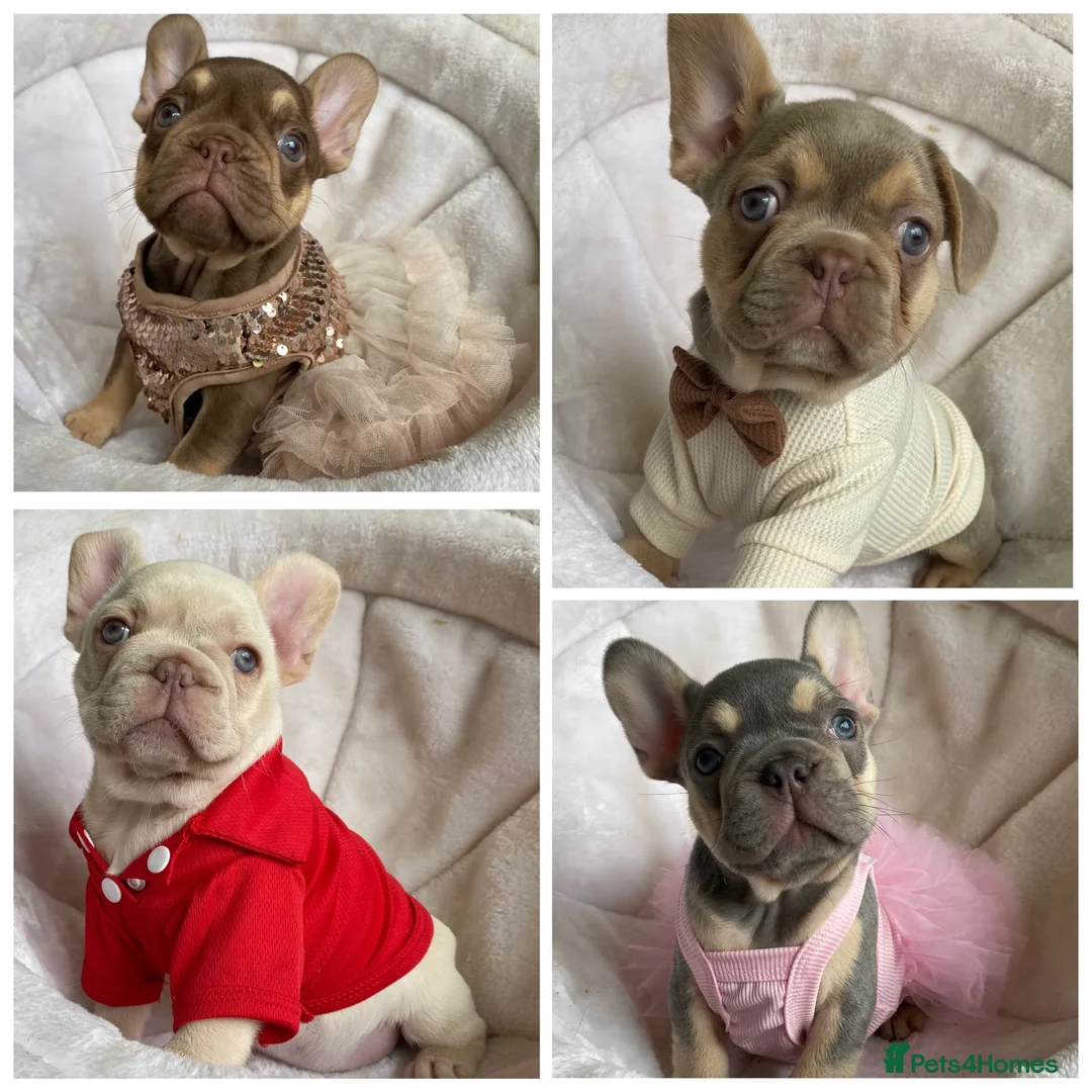 French Bulldog dogs for sale: FRENCH BULLDOGS, MERLE, ROJO, ISABELLA NEWSHADE. - Advert 1