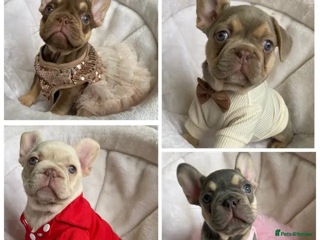 French Bulldog dogs for sale: FRENCH BULLDOGS, MERLE, ROJO, ISABELLA NEWSHADE. - Advert 2