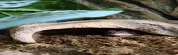 Gecko reptiles for sale: African fat tail gecko plus full set up in Poole - Advert 11