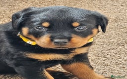 Rottweiler dogs for sale: Pure breed Rottweiler  - Image 23