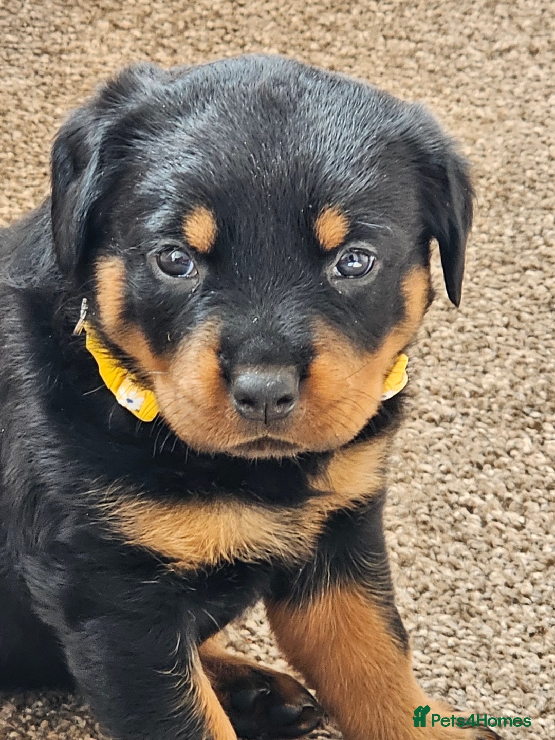 Rottweiler dogs for sale: Pure breed Rottweiler  - Image 23