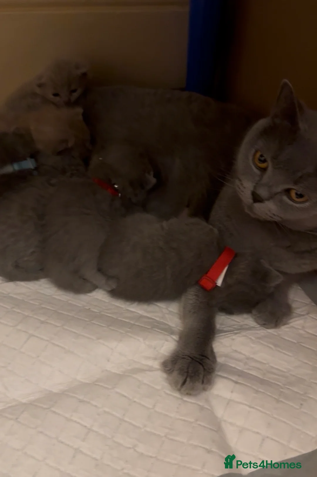 British Shorthair cats for sale: British Shorthair kittens  - Advert 8