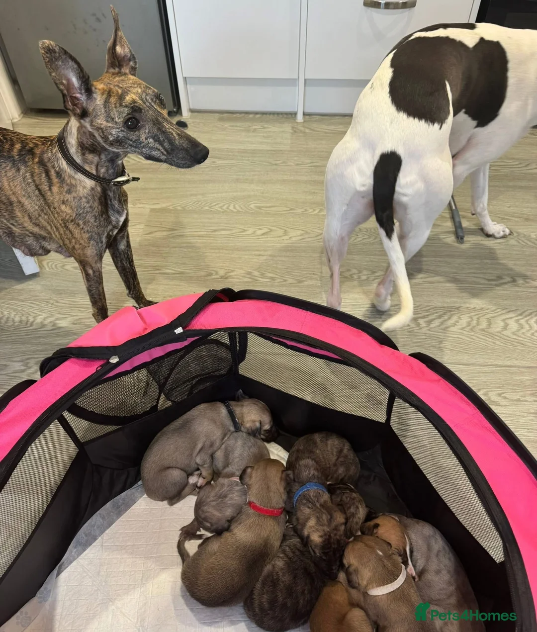Mixed Breed dogs for sale: Beautiful Whippet/Greyhound Puppies - Advert 29