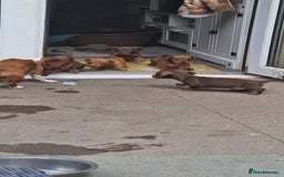 Miniature Dachshund dogs for sale: Chocolate & Red Mini Daxies - Image 20