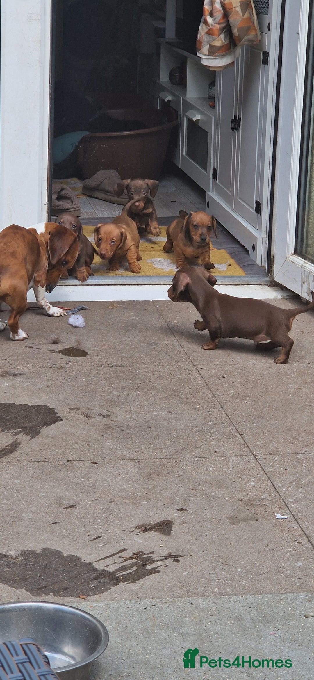 Miniature Dachshund dogs for sale: Chocolate & Red Mini Daxies - Image 20