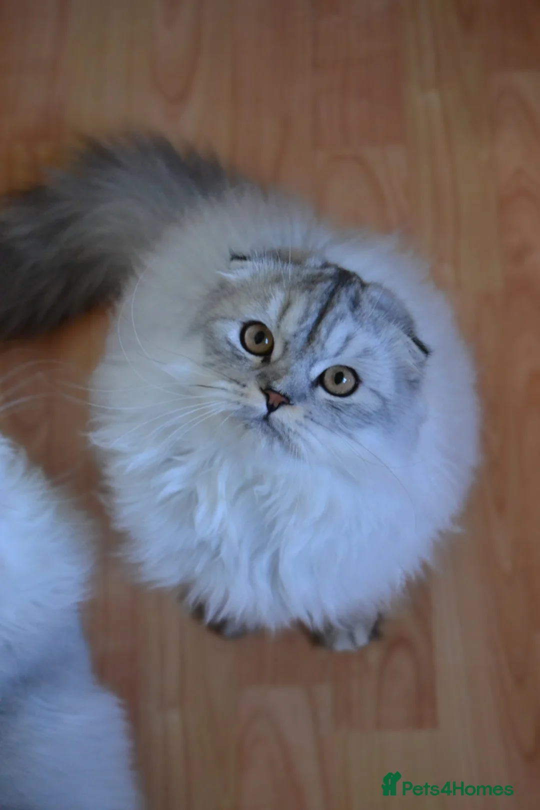 Scottish Fold cats for sale: Scottish fold kittens ❤️ - Advert 8