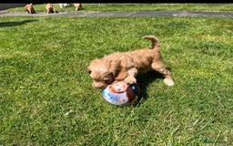 Cockapoo dogs for sale: READY NOW !! ONLY 3 COCKERPOO PUPPIES LEFT !!! in Alfreton - Image 25