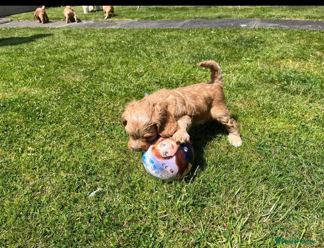 Cockapoo dogs for sale: READY NOW !! ONLY 3 COCKERPOO PUPPIES LEFT !!! in Alfreton - Image 25