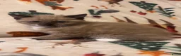 Siamese cats for sale: Lovely Siamese kittens ready to leave  - Advert 15