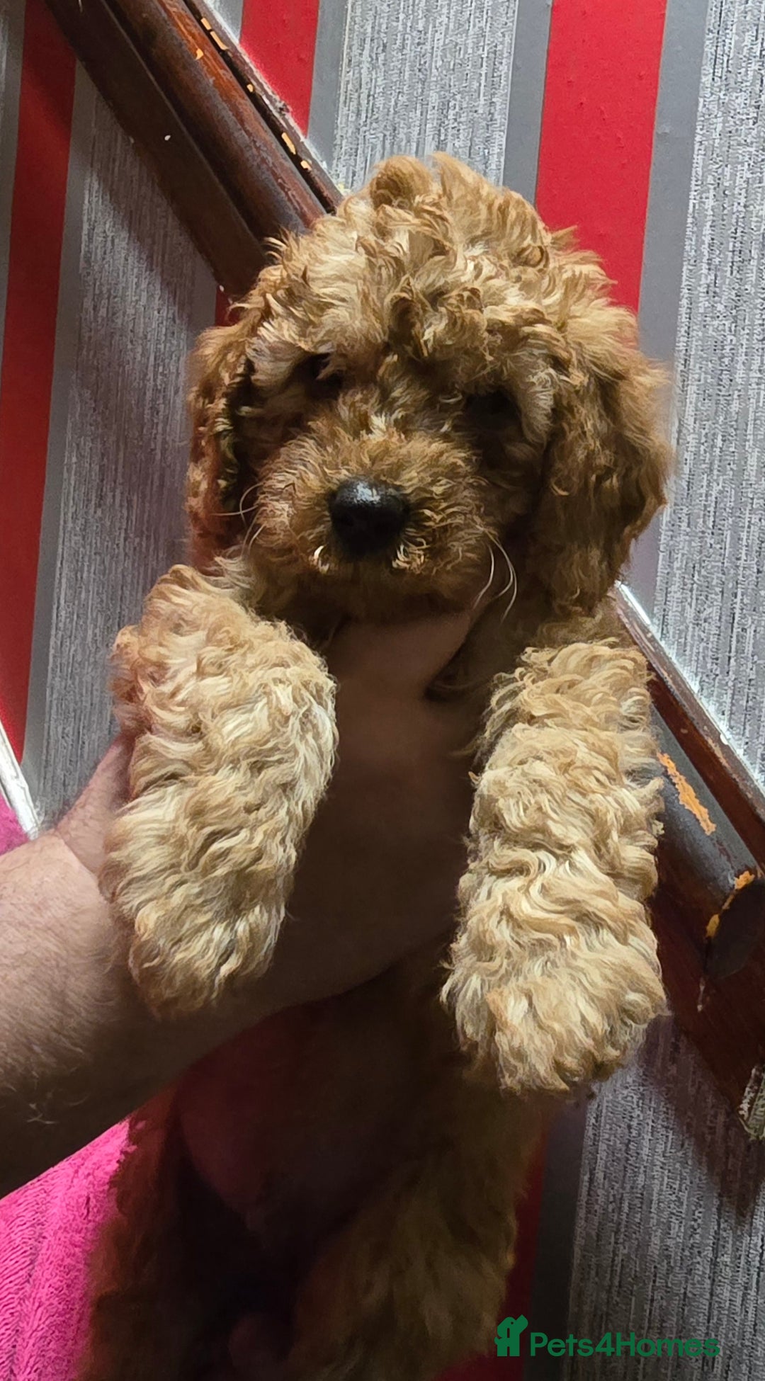 Cavapoo dogs for sale: For sale  - Advert 4