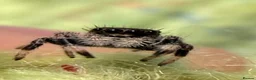 Spiders invertebrates for sale: Unsexed i5/i6 Jumping spider Florida Everglades  - Advert 12
