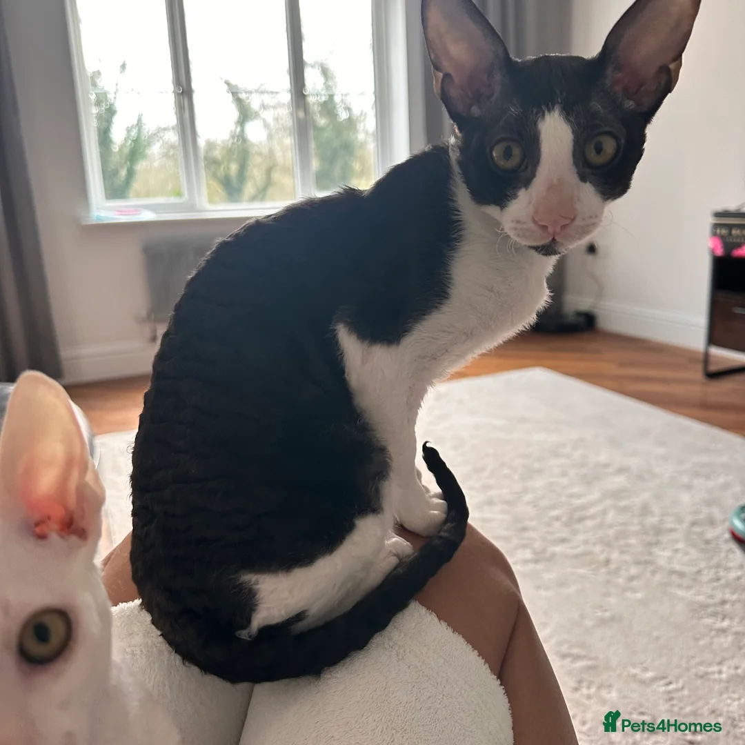 Cornish Rex cats for sale: 1 Gorgeous Cornish Rex Boy - Advert 3