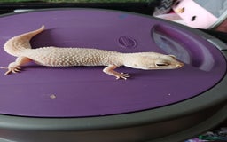 Leopard Gecko reptiles for sale: Baby's leopard geckos  in Rochester - Image 21