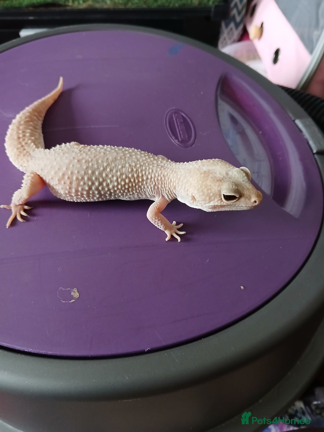 Leopard Gecko reptiles for sale: Baby's leopard geckos  in Rochester - Image 21
