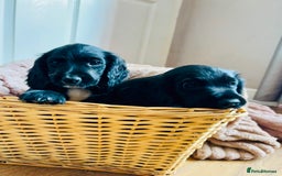 Cocker Spaniel dogs for sale:  (LAST 1) 2beautiful cocker spaniels left out of 7 - Image 2