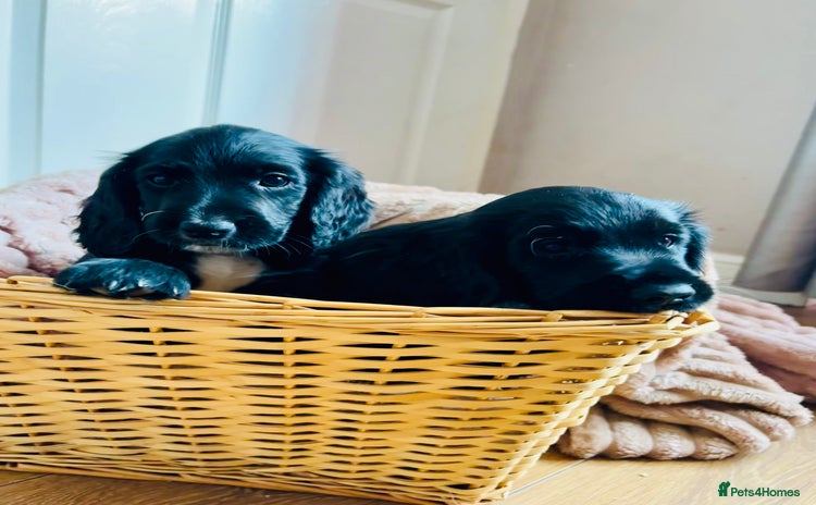 Cocker Spaniel dogs - Advert 2