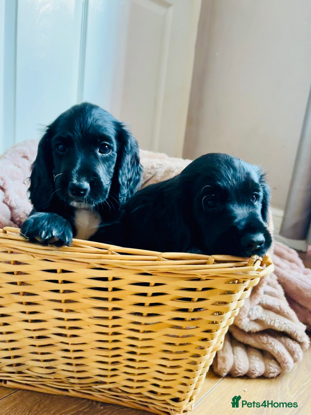 Cocker Spaniel dogs for sale:  (LAST 1) 2beautiful cocker spaniels left out of 7 - Image 2