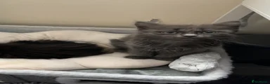 Nebelung 1