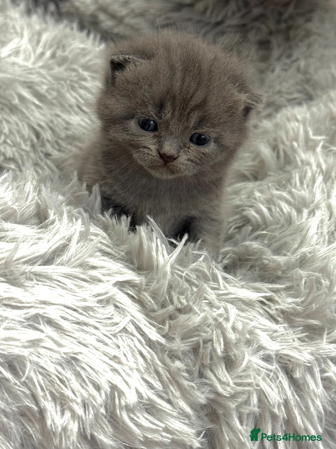Scottish Fold cats for sale: Scottish Fold Blue Kittens  - Advert 2