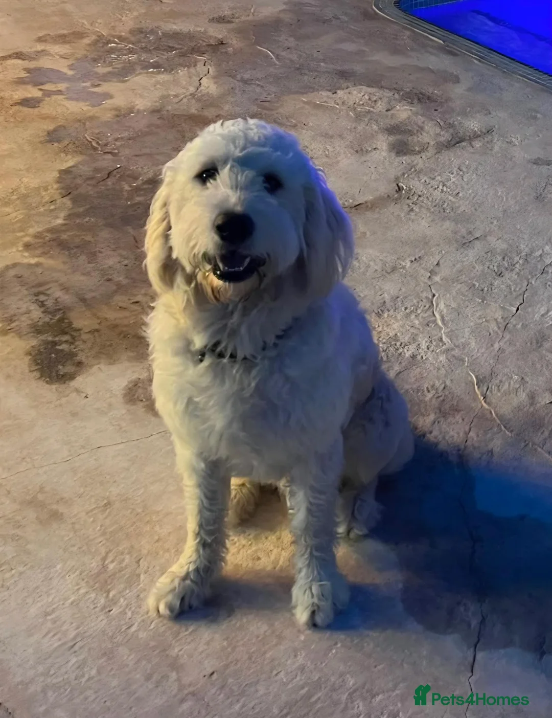 Goldendoodle dogs for sale: Adorable Goldendoodles in Pontypool - Advert 8