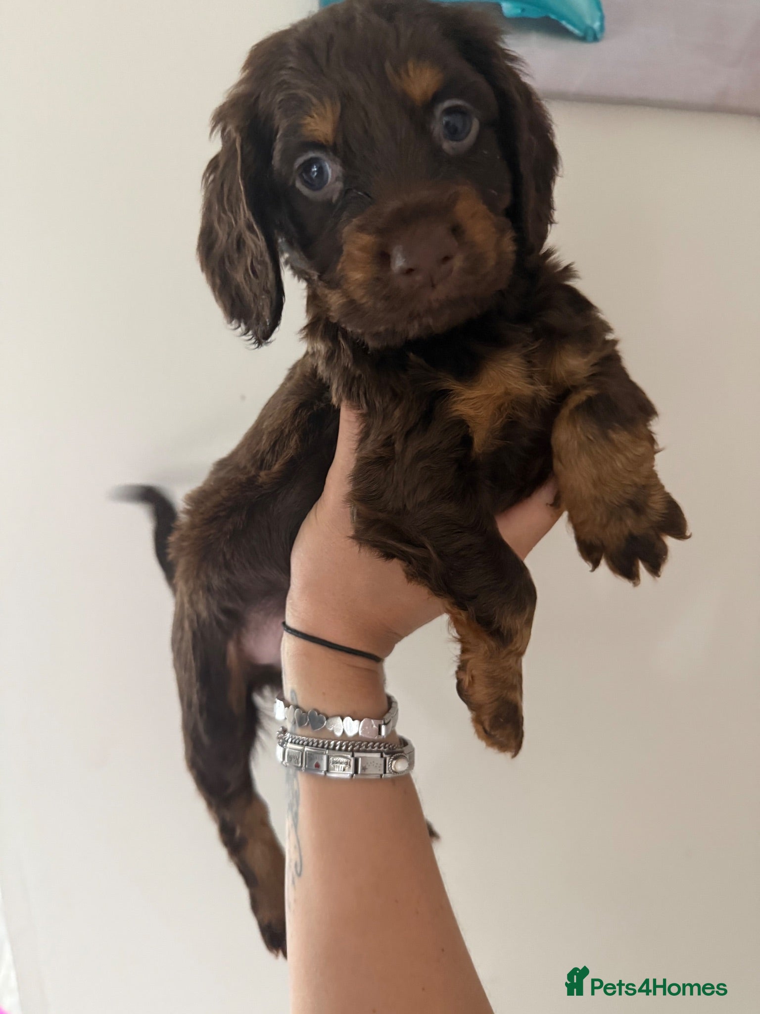 Cocker Spaniel dogs Cocker Spaniel - Advert 11