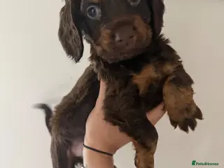 Cocker Spaniel dogs Cocker Spaniel - Advert 1