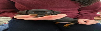 Miniature Dachshund Puppy 2