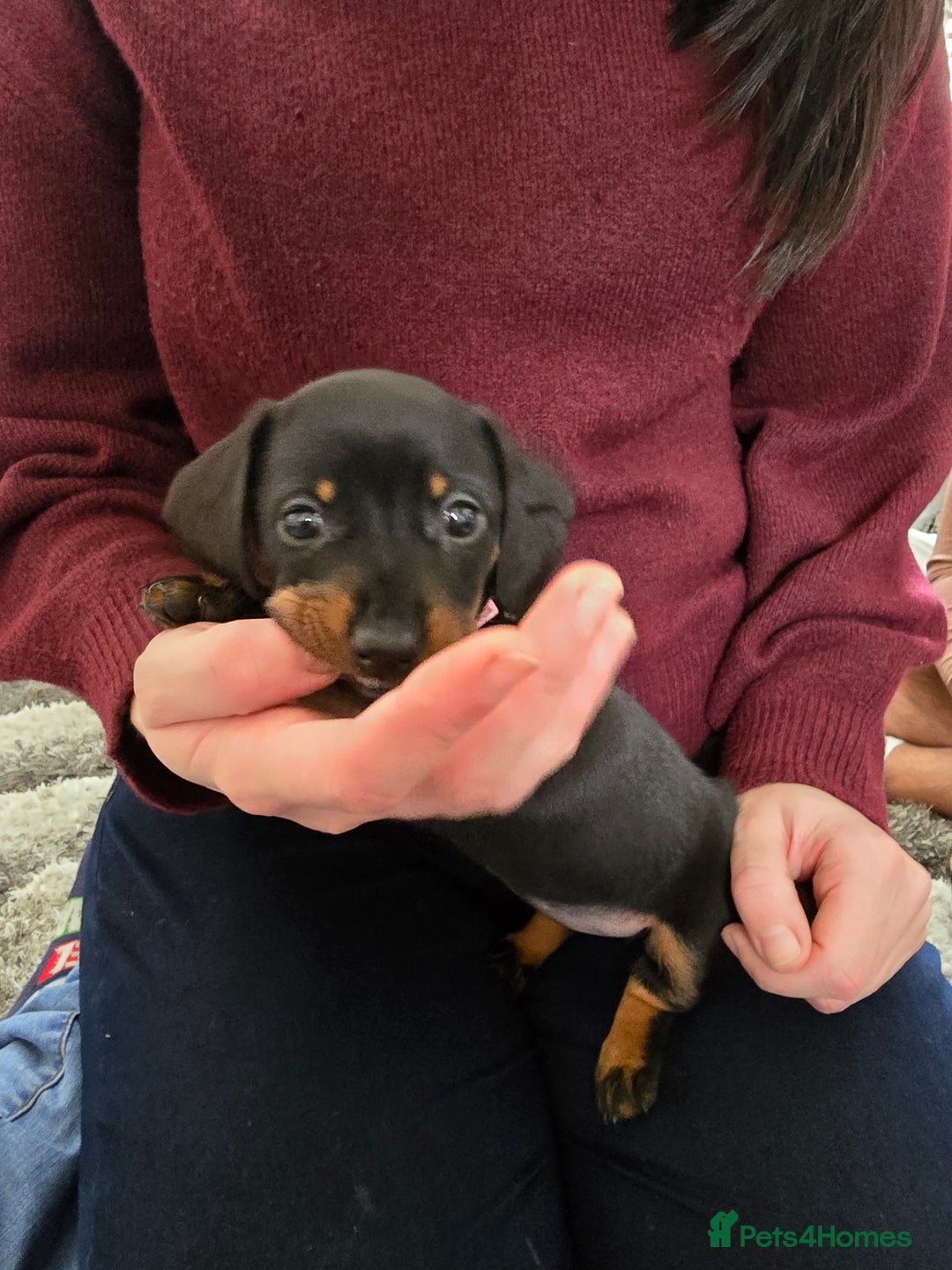 Miniature Dachshund dogs for sale: 3 girls need their forever homes - Image 3