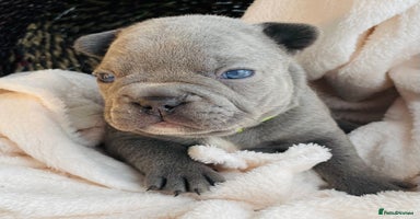 French Bulldog dogs - Advert 3