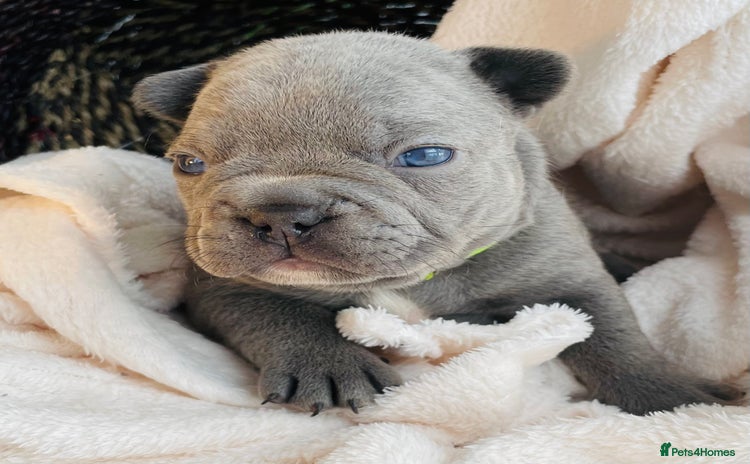 French Bulldog dogs - Advert 10