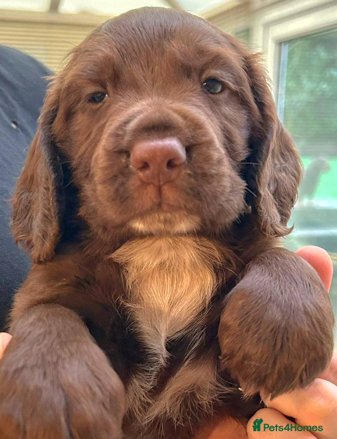 Cocker Spaniel dogs for sale: HEALTH CHECKED KC REG WORKING COCKER SPANIELS  - Advert 2