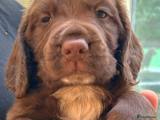 Cocker Spaniel dogs HEALTH CHECKED KC REG WORKING COCKER SPANIELS - Advert 18