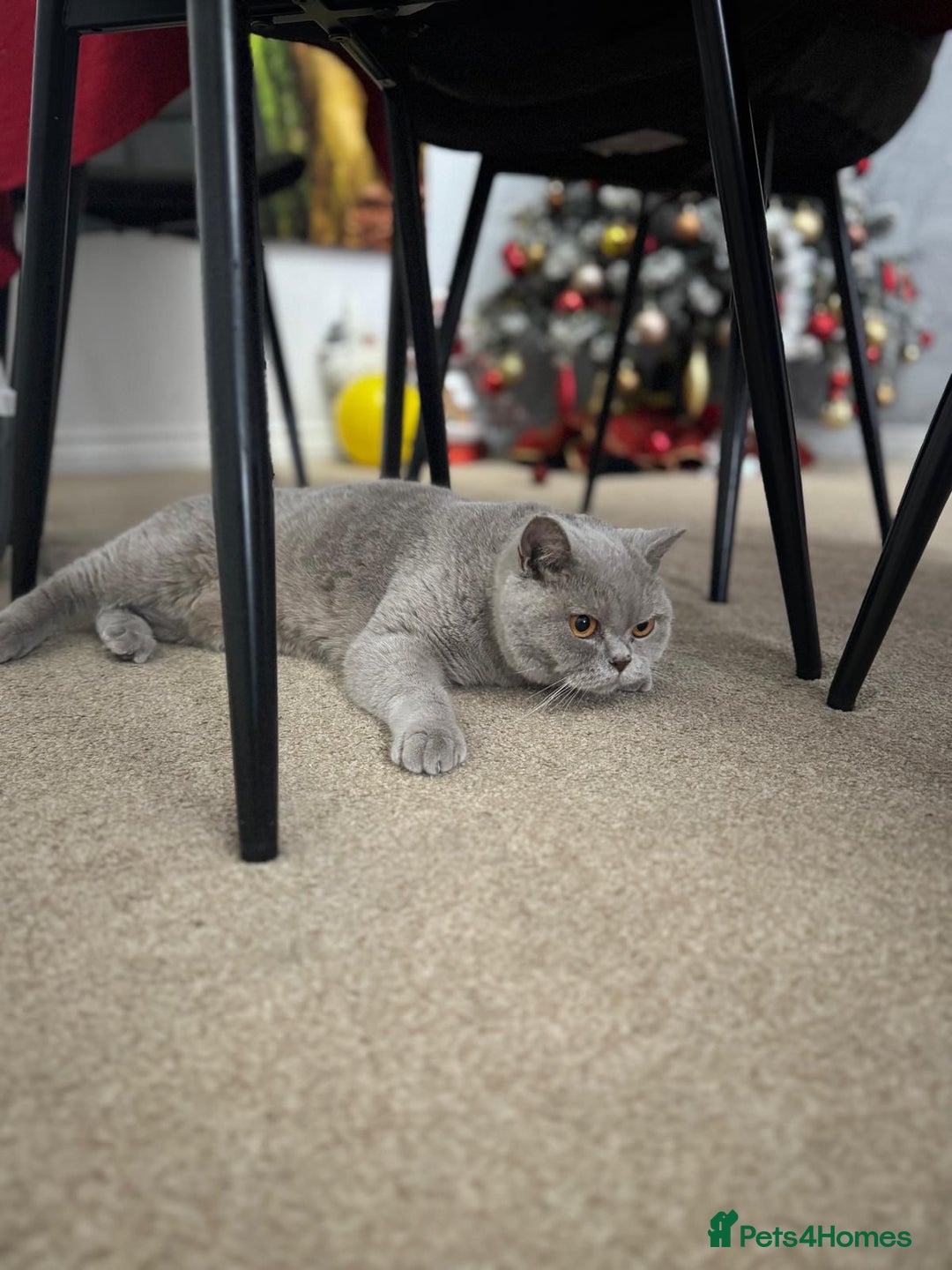 British Shorthair cats for sale: Lilac British Short Hair Queen  - Advert 2