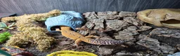 Leopard Gecko reptiles for sale: Leopard Gecko. Full bio active set up.  in Burntwood - Advert 3