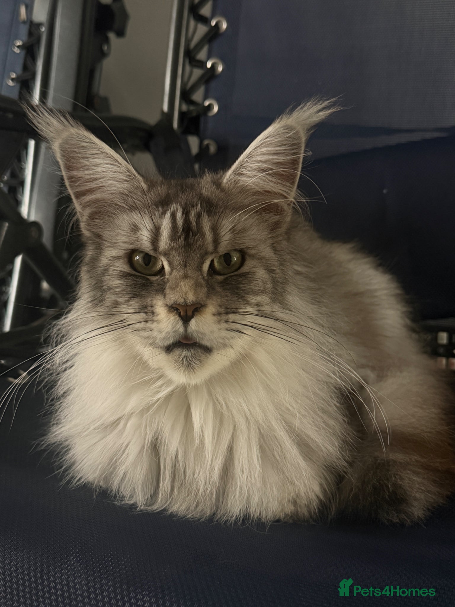 Maine Coon cats Maine coons  - Advert 1