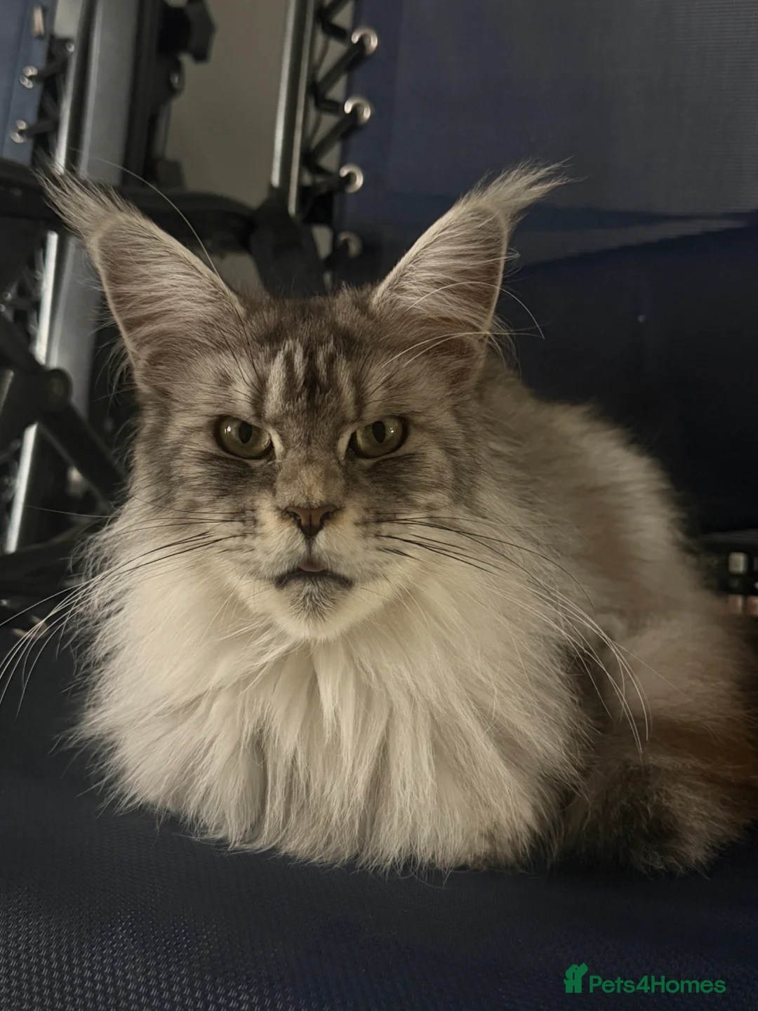 Maine Coon cats for sale: Maine coons  - Advert 1