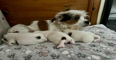 Mixed Breed dogs - Advert 10