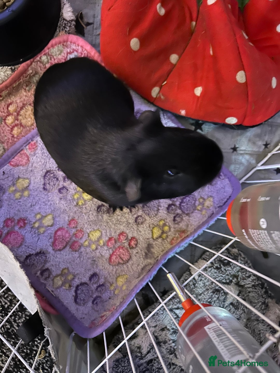 Guinea Pig rodents for sale: 3 male guinea pigs for £50  - Advert 5