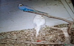 Budgerigars birds for sale: Budgies - Image 1