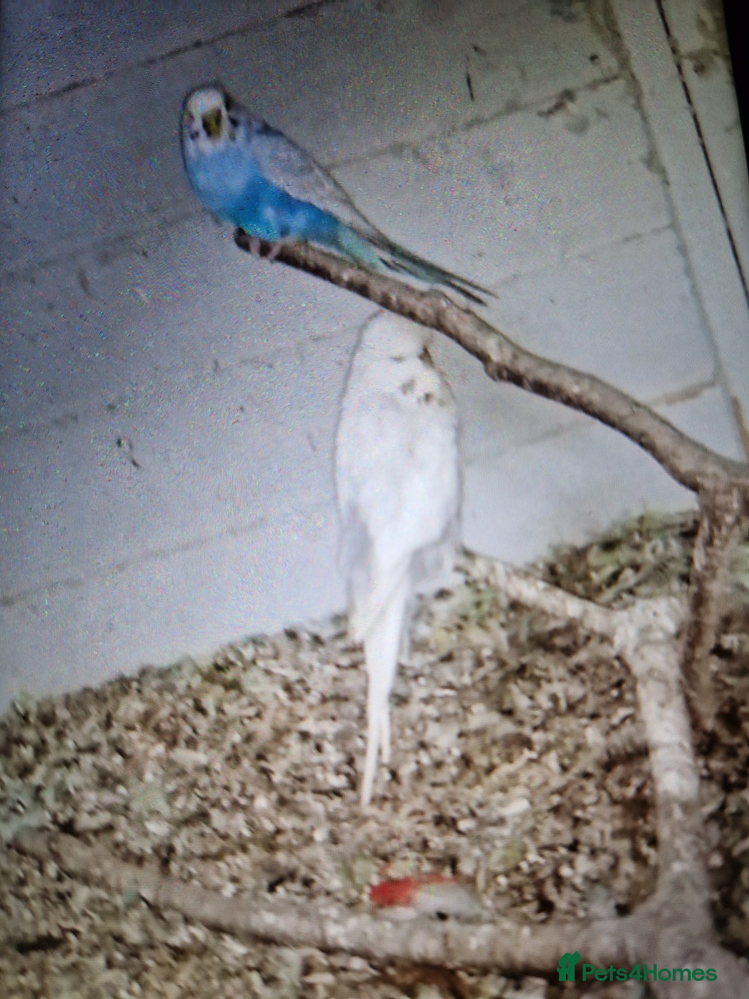 Budgerigars birds for sale: Budgies - Image 1