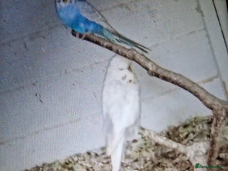 Budgerigars birds - Advert 11