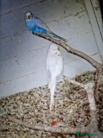 Budgerigars birds - Advert 1