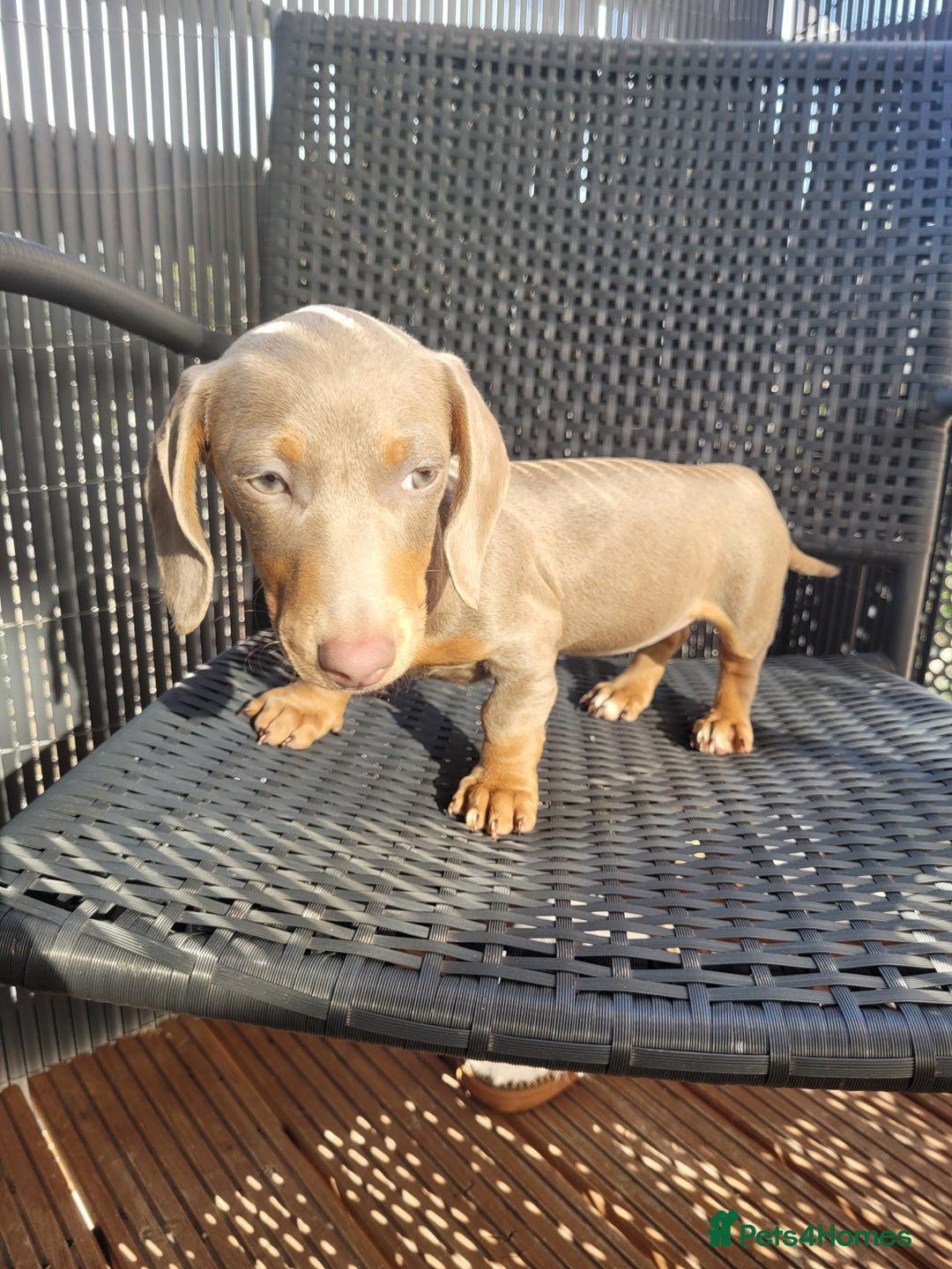 Dachshund dogs for sale: Isabella and Tan Daschund 🩷 - Image 2