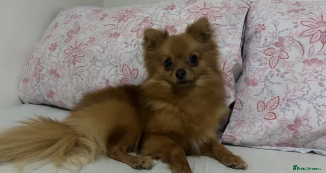 Pomeranian dogs for sale: Pomeranian dog for sale - Image 1